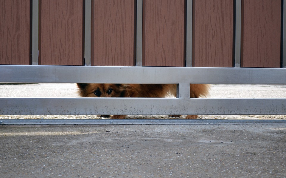 cane spaventato dietro a un cancello