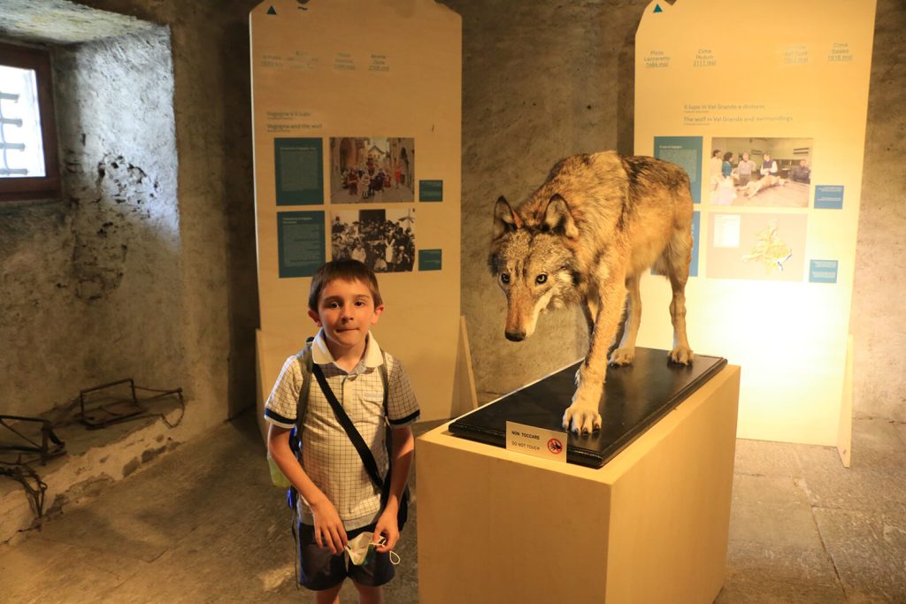 Il lupo esposto al pubblico al Castello di Vogogna
