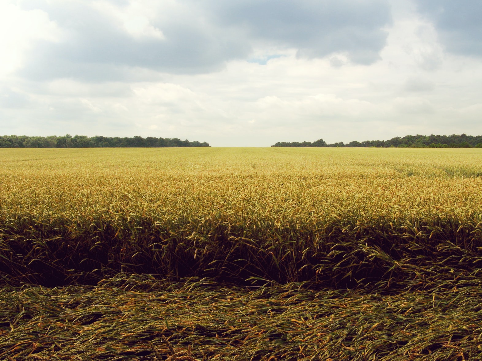 Un campo di riso - la siccità preoccupa