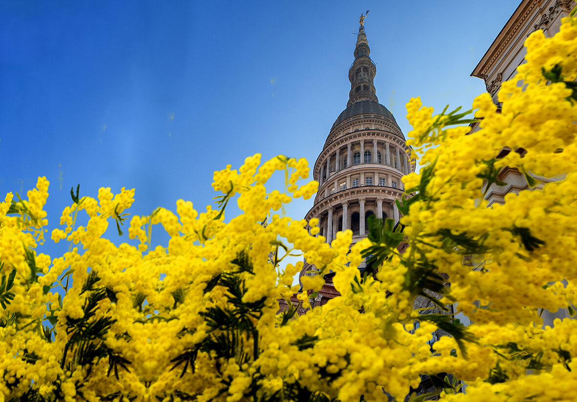 mimose cupola di novara