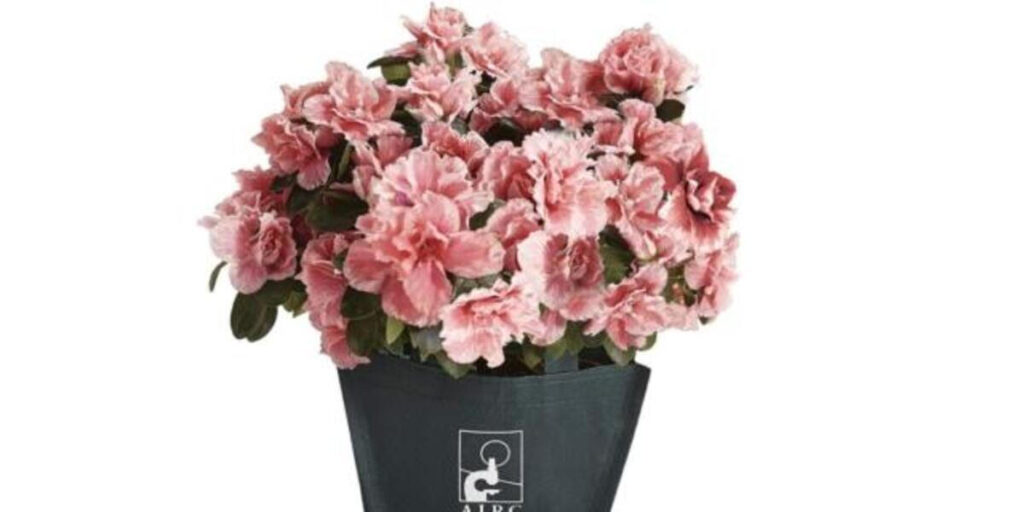 Azalea della ricerca anche nelle Rsa di Novara