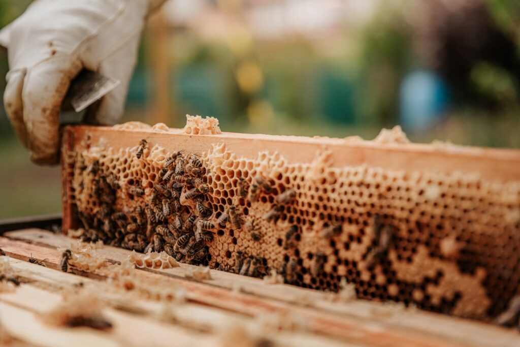 apiario - giornata mondiale delle api