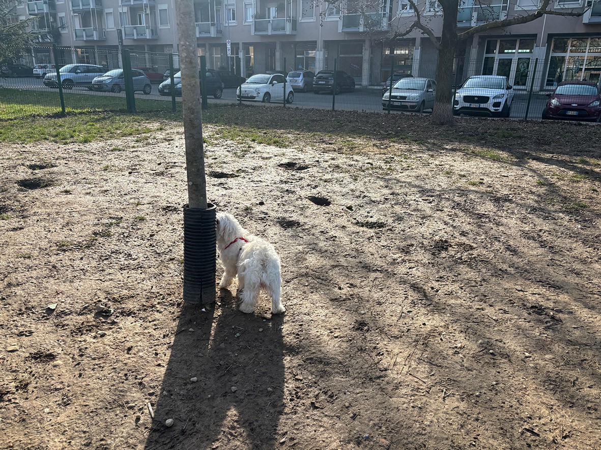 Incontri sugli animali di affezione a Novara