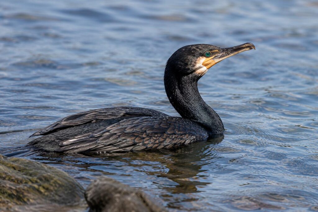 Cormorani