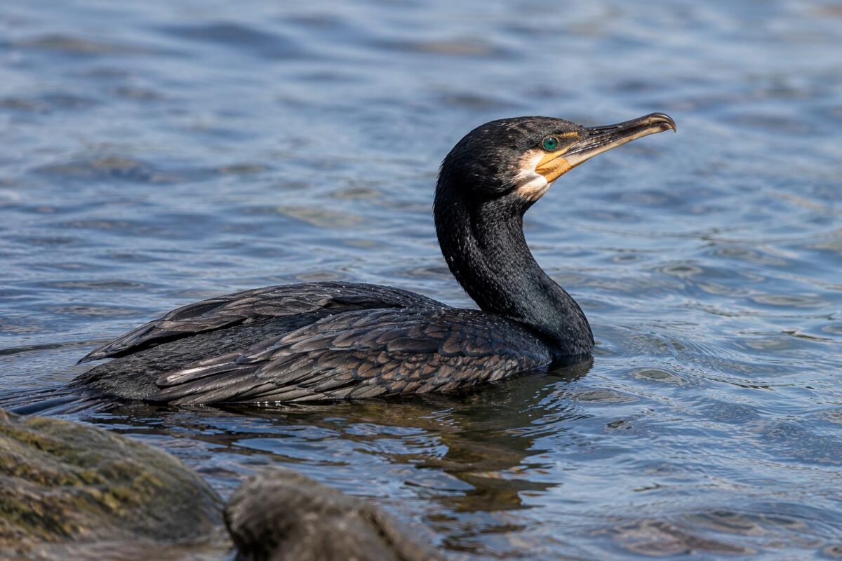 Cormorani